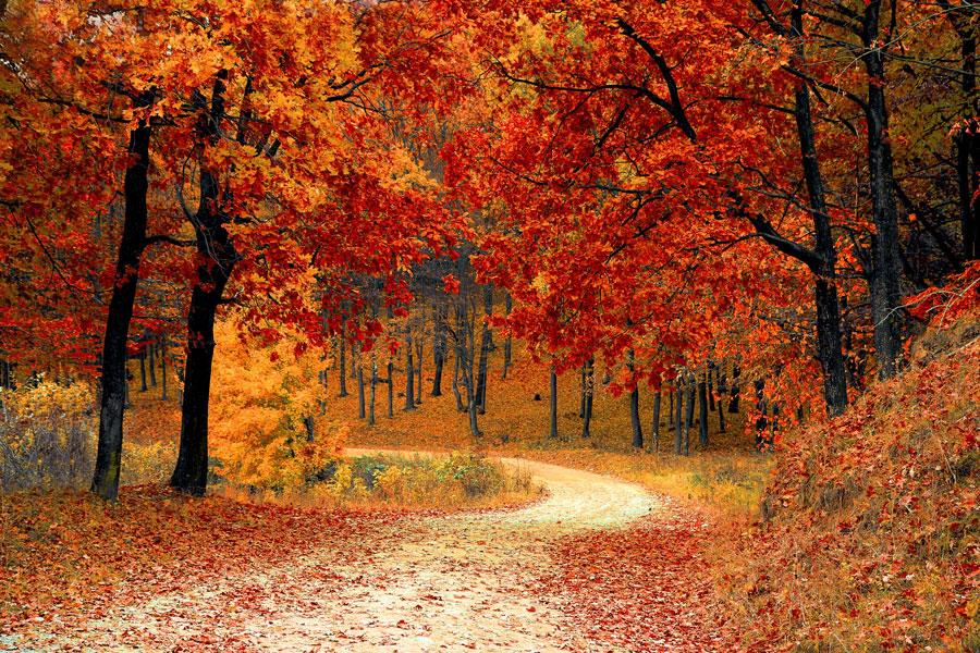 AUTOMNE 2019